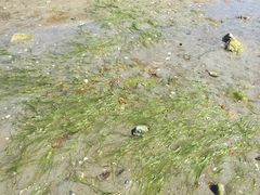 Zostera japonica