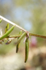Vicia loiseleurii