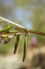 Vicia loiseleurii