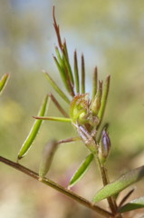 Vicia loiseleurii