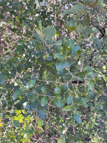 Olea capensis, photograph 4