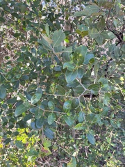 author not stated, no rights reserved Olea capensis, photograph author not stated, no rights reserved