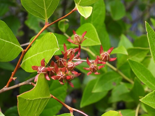 Lyonia mariana, photograph 5