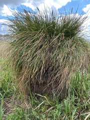 Carex secta
