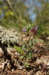 Vicia lathyroides