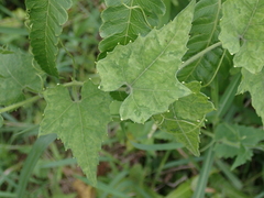 Actinostemma tenerum