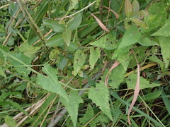 Actinostemma tenerum