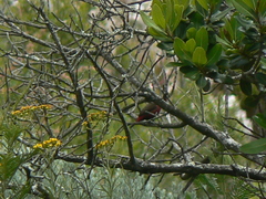 Lagonosticta rubricata