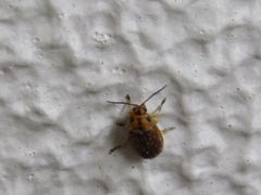 Coleoptera