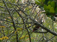 Lagonosticta rubricata