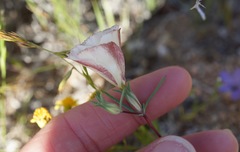 Linanthus dichotomus