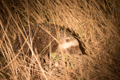 Atelerix frontalis frontalis