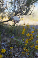 Linanthus dichotomus