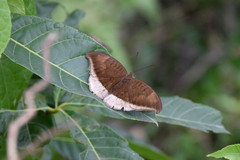 Tanaecia lepidea