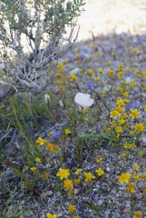 Linanthus dichotomus