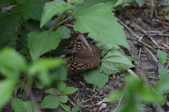 Junonia lemonias