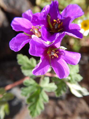 Texas stork's bill