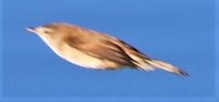 Acrocephalus gracilirostris gracilirostris