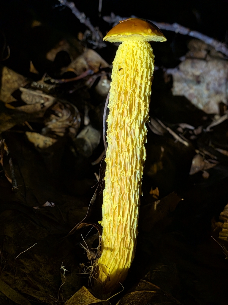 shaggy-stalked bolete · July 2026 · photo: Photo: (c) Drew Palmer, some rights reserved (CC BY) · iNaturalist