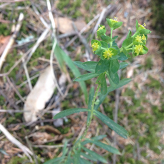 Euphorbia furcillata furcillata