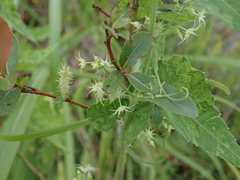 Actinostemma tenerum