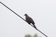 Streptopelia chinensis