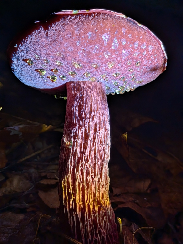Frost's Bolete · July 2026 · photo: Photo: (c) Drew Palmer, some rights reserved (CC BY) · iNaturalist
