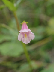Torenia anagallis