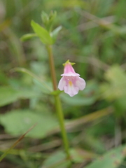 Torenia anagallis