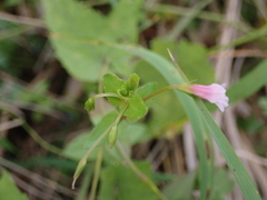 Torenia anagallis