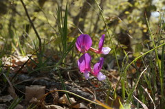 Lathyrus digitatus