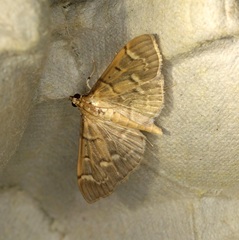 Herpetogramma rudis
