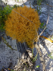 Teloschistes capensis