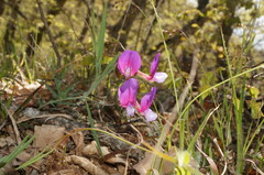 Lathyrus digitatus