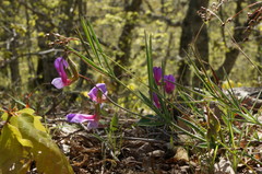 Lathyrus digitatus