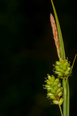 Carex pallescens