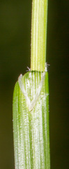 Carex pallescens