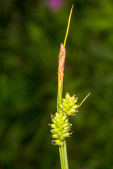 Carex pallescens