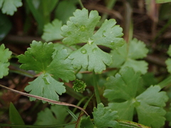 Hydrocotyle batrachium
