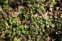 Ficaria verna calthifolia