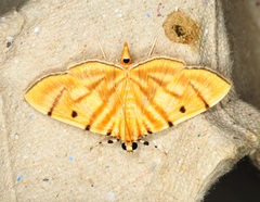 Notarcha tigrina