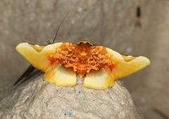 Pyrinioides sinuosus