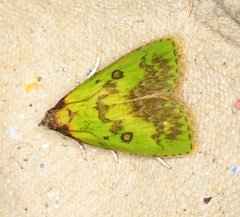 Doloessa viridis