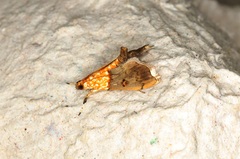Agrotera