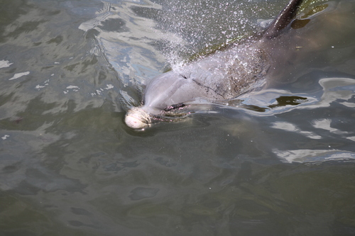 Tamanend's Bottlenose Dolphin