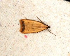 Dichomeris heriguronis