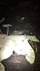 Pseudacris hypochondriaca