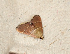 Stemmatophora flavicaput