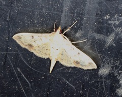 Herpetogramma cynaralis