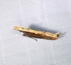 Hypatima spathota
